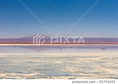 Laguna Chaxa, Atacama Desert, Chile. South America. 65741041