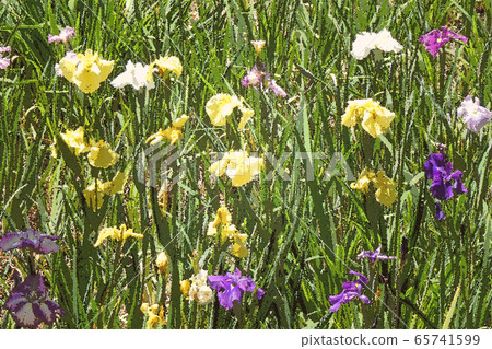 Rough finish, Tsurumai park entourage 65741599