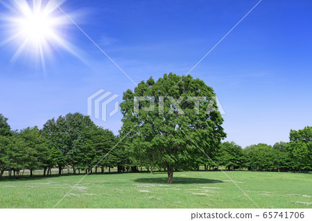 One tree and sun One tree and sun 65741706