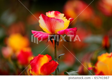 Rose-Flower, 65741987