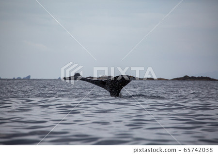 駝背鯨的尾鰭 65742038
