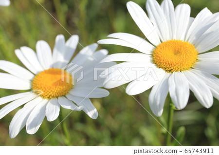 Shaster daisies blooming beside the rice fields 65743911