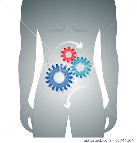 Man body with good digestion in the stomach 65744104