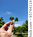 Four-leaf clover 65744114