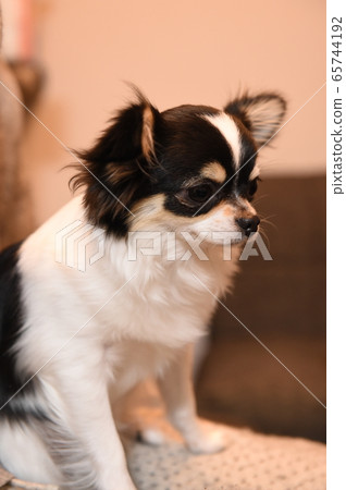 狗狗 65744192