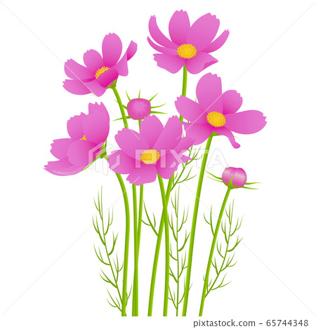 秋天的櫻桃樹 秋天的櫻桃樹 65744348