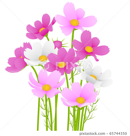 秋天的櫻桃樹 秋天的櫻桃樹 65744350