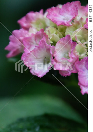 Pink hydrangea Pink hydrangea 65744385