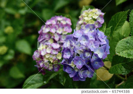 紫色繡球花 紫色繡球花 65744386