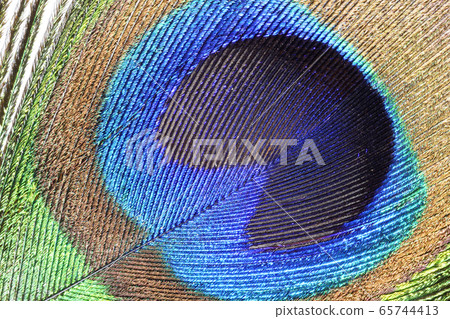 Indian Peafowl feathers Indian Peafowl feathers 65744413