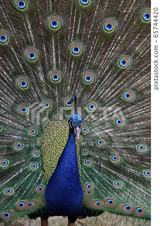 Indian peacock 65744420