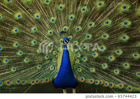 印度孔雀 65744423