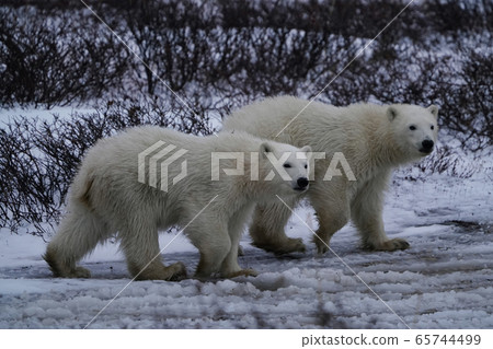 Polar bears 65744499