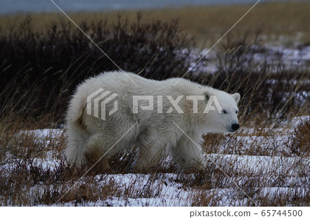 Polar bears Polar bears 65744500