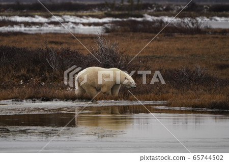 Polar bears 65744502