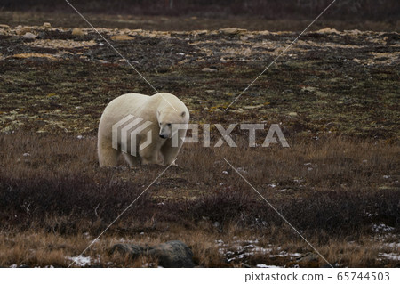 Polar bears 65744503