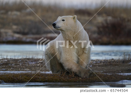 Polar bears 65744504