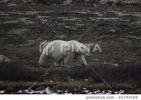 Polar bears Polar bears 65744509