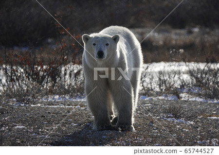 北極熊 65744527