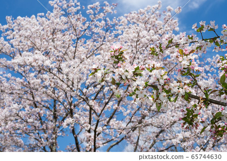 本海道花與櫻花在背景中 照片素材 圖片 圖庫