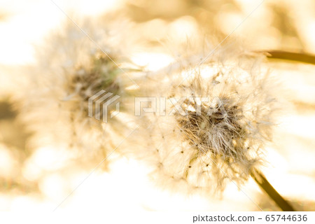 在金色的背景上的蒲公英絨毛 65744636