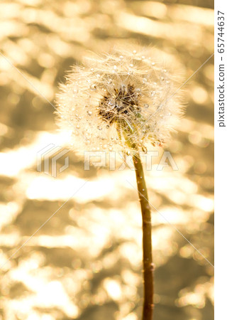 在金色的背景上的蒲公英絨毛 65744637