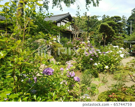 繡球花園 65744759