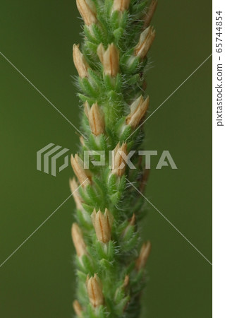一種天然植物,Asclepias lanceolata,是北美洲的外來物種。名字的由來是花永不開 一種天然植物,Asclepias lanceolata,是北美洲的外來物種。名字的由來是花永不開 65744854