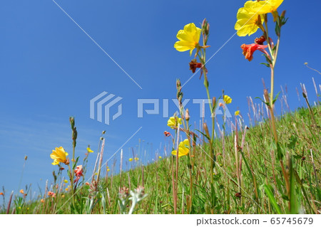 Evening primrose, early evening grass in early summer Evening primrose, early evening grass in early summer 65745679
