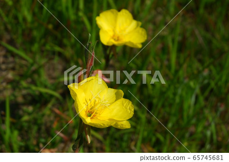 Evening primrose, early evening grass in early summer Evening primrose, early evening grass in early summer 65745681