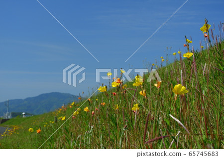 Evening primrose, early evening grass in early summer Evening primrose, early evening grass in early summer 65745683