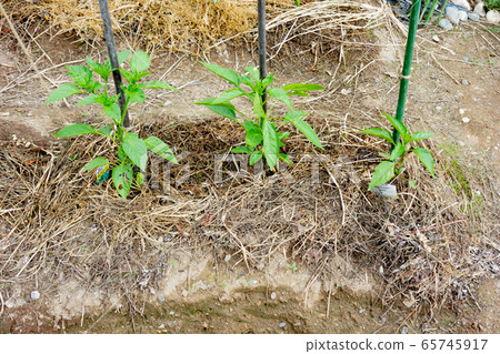 甜椒的栽培和種植 65745917