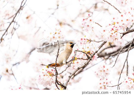 Yoshino cherry tree and wild bird 65745954