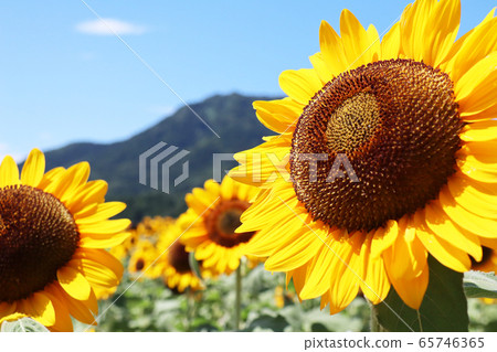 Sunflower field and Kakudayama at Kamiigata Park Sunflower field and Kakudayama at Kamiigata Park 65746365