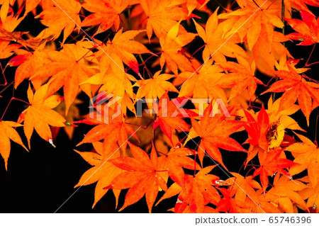 Autumn leaves Autumn leaves 65746396