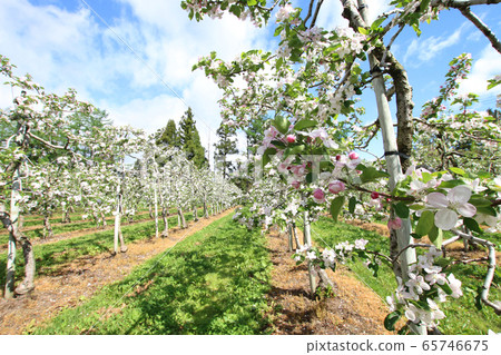 蘋果在果園裡盛開 65746675