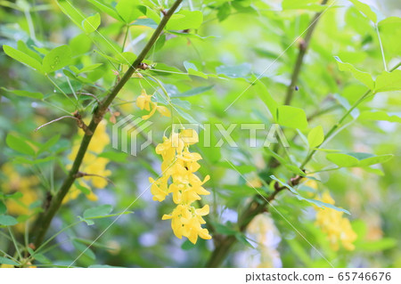 國王紗麗花 65746676