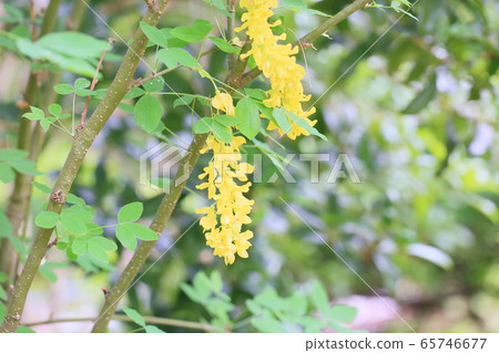 King sari flowers King sari flowers 65746677