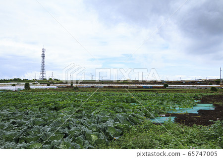 Field (early summer) 65747005