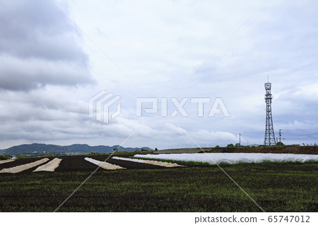 Field (early summer) 65747012