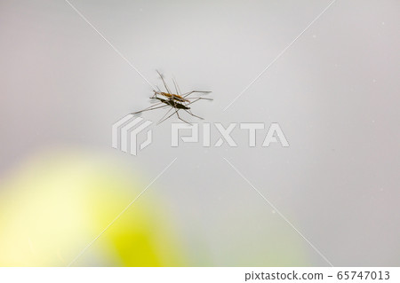 沼沼自然公園的水s 65747013