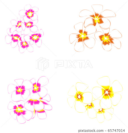 Frangipani and leaves Isolated On White Background 65747014