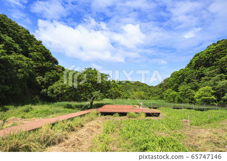 濕地（初夏） 65747146