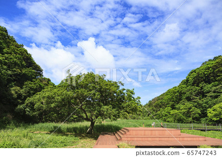 濕地（初夏） 65747243