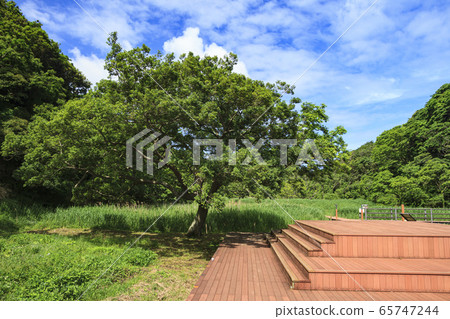 濕地(初夏) 濕地(初夏) 65747244