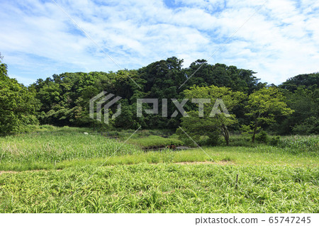 濕地(初夏) 濕地(初夏) 65747245