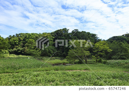 濕地（初夏） 65747246