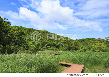 濕地(初夏) 濕地(初夏) 65747248