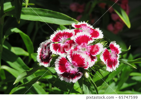 Beauty Nadeshiko 65747599