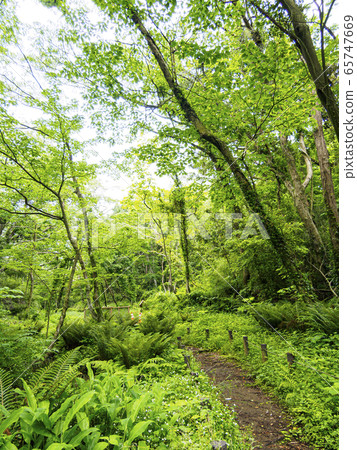 濕地(初夏) 濕地(初夏) 65747669